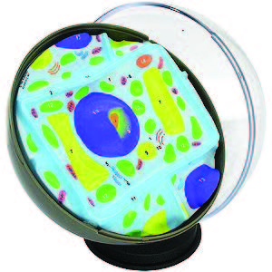 Animal Cell